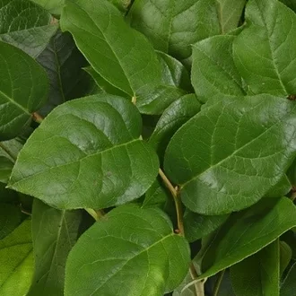 Salal or Lemon Leaf